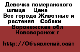 Девочка померанского шпица. › Цена ­ 40 000 - Все города Животные и растения » Собаки   . Воронежская обл.,Нововоронеж г.